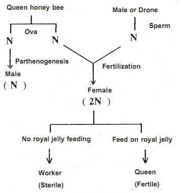 1766_types of parthenogenesis.png